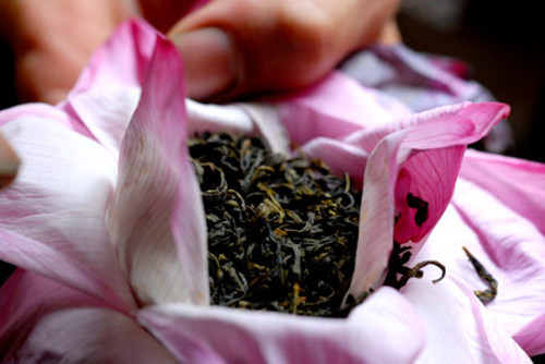 Nhẹ nhàng tách những cánh hoa sen ra cho đến khi nhìn thấy đài hoa và nhị hoa màu vàng. Lưu ý chỉ tách hoa đủ lớn để có chỗ đổ trà vào. Sau đó lấy trà khô đã chuẩn bị sẵn cho vào, trung bình mỗi bông sen cần khoảng 15 đến 20g trà khô. Tránh cho quá nhiều trà vào trong bông sen để lượng hương sen thấm vào trà vừa đủ dùng không thừa không thiếu. Ảnh: giacngo