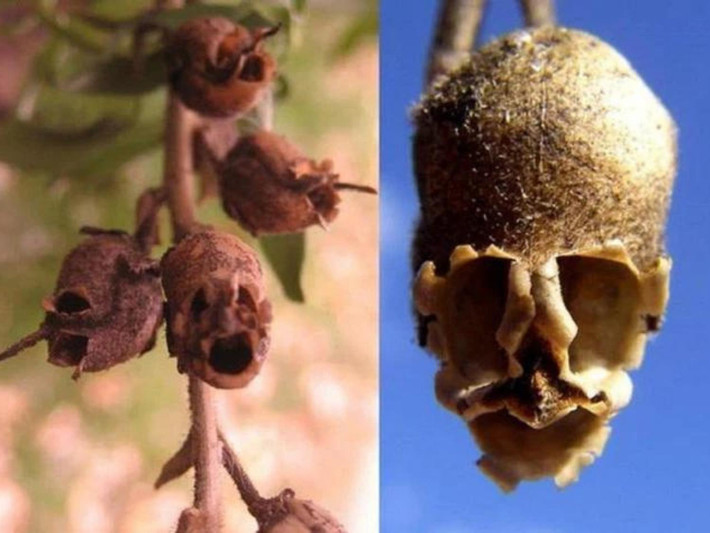 12. Hoa Semi di Antirrhinum (Hoa đầu lâu): vừa nhìn qua chắc hẳn bạn sẽ khẽ giật mình bởi hình dáng của những bông hoa giống như những chiếc đầu lâu người. Nó là loài cây kim ngư thảo, được tìm thấy tại những ngọn núi đá ở châu Âu, Mỹ và Bắc Phi. (Nguồn: eva.vn)