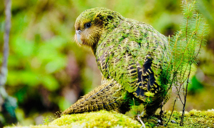 2. Vẹt Kakapo: là loài vẹt đêm quý hiếm, được tìm thấy tại New Zealand. Tuy là loài vẹt to lớn nhất thế giới với cân nặng lên đến 4kg, thế nhưng đôi cánh của chúng lại rất nhỏ bé. (Nguồn: Redsvn.net)