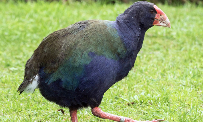 7. Chim Takahes: là loài chim không biết bay sinh sống chủ yếu ở New Zealand, chúng có đôi cánh khá yếu và ngắn nên không thể bay lượn tự do được. Khả năng sinh sản kém cùng quá trình phát triển chậm khiến chúng đang đứng trước nguy cơ tuyệt chủng. (Nguồn: eBird)