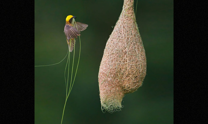 7. Rồng rộc đầu vàng Baya Weaver: thường dệt những chiếc tổ xinh đẹp treo trên cây họ cọ và keo có nhiều gai hay trên mặt nước, những nơi thú ăn thịt khó tiếp cận được. (Nguồn: Ingo Arndt)