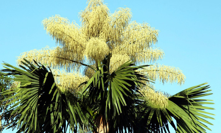 1. Cọ Talipot: 30 - 80 năm/lần. Được coi là cây quốc gia tại Sri Lanka. Đây cũng là một loài cọ khổng lồ, có chiều cao lên tới 25m, đường kính thân cây là 1- 1,5m. Cọ Talipot cũng là loài đạt kỉ lục về cụm hoa lớn nhất, dài từ 6 - 8 m với hàng triệu bông hoa. (Nguồn: Flickr)