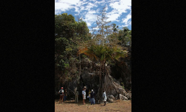 Hiện nay tại Madagascar, số lượng cá thể ngoài tự nhiên của Tahina chưa đến 100 nên loài cọ này được liệt vào danh sách cực kỳ nguy cấp. (Nguồn: Palmpedia)