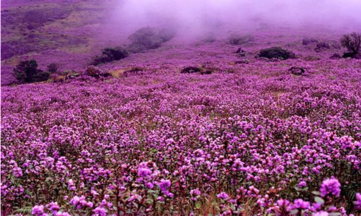Một số loài Neelakurinji nở sau 4, 8, 10, 12 hay thậm chí là 16 năm. (Nguồn: Kerela Holidays)