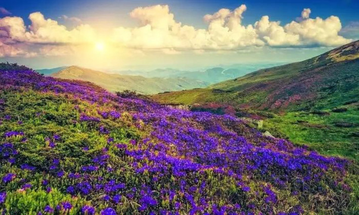 Cây Neelakurinji (thường được gọi tắt là 'Kurinji') thuộc chi Thùy hoa (Strobilanthes), là chi họ cây có chừng 350 giống cây có hoa, trong đó 59 loài có ở khắp bán đảo Ấn Độ. Nhiều loài khác nhau trong họ chi Thùy hoa có những thời điểm nở hoa khác nhau. (Nguồn: Travel Triangle)
