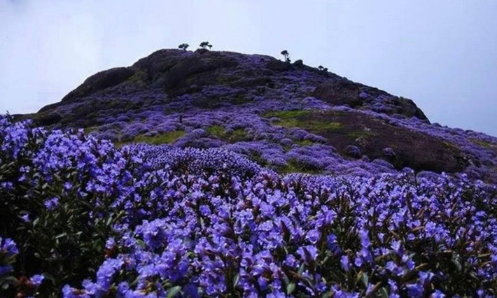 Neelakurinji là loài cây chỉ ra hoa, kết quả một lần trong đời. Đây là cơ chế tự nhiên để tăng khả năng sinh tồn của giống thực vật này. (Nguồn: Pinterest)