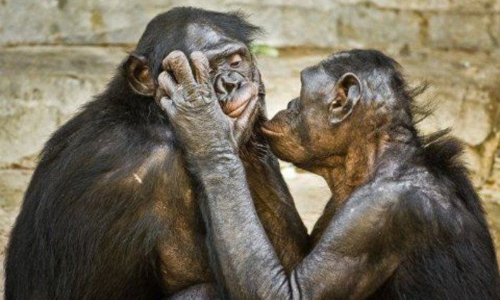 6. Sử dụng tình dục để xoa dịu căng thẳng: khỉ Bonobo hay còn được gọi là tinh tinh Pygmy được biết đến như một loài sở hữu "hành vi tình dục phi nhận thức". Chúng sử dụng việc giao phối như một cách để hóa giải căng thẳng trong cộng đồng. (Nguồn: Pinterest)
