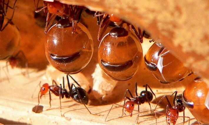 Tên gọi của kiến mật bắt nguồn từ chiếc bụng giống một hũ mật nhỏ. Nhiệm vụ của kiến mật trong đàn khá đơn giản. Chúng phụ trách kho thức ăn cho cả đàn. (Nguồn: KhoaHoc.tv)