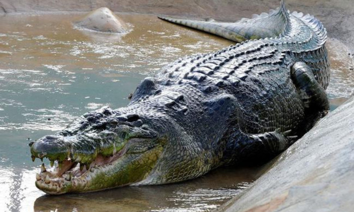 1. Cá sấu Lolong: sống ở Philipines thuộc loài cá sấu nước mặt, có trọng lượng đạt 1075 kg, dài 6.1 mét. Nơi sinh sống của Agusan del Sur, Philippines.