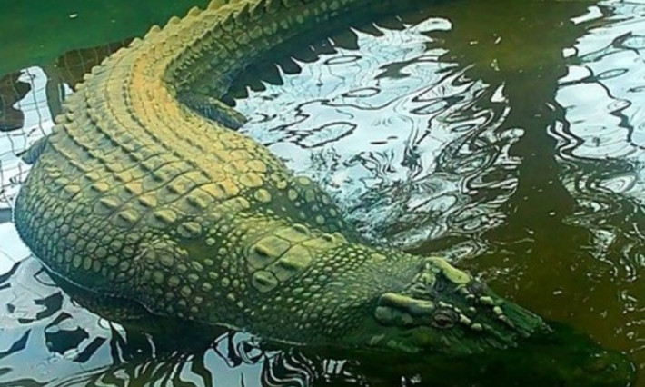 Lolong đến nay vẫn được xem là con cá sấu nước mặn lớn nhất thế giới. Quái thú bò sát khổng lồ này bị nghi ngờ là thủ phạm gây ra một số vụ giết người trước khi nó bị người dân bắt sống. (Nguồn: Wikipedia)