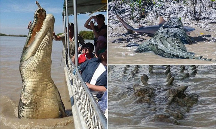 2. Cá sấu Brutus: là tên của con cá sấu nước mặn bản địa Australia. Nó có trọng lượng 907.1 kg , chiều dài đạt 5.6 mét. Nơi sinh sống của nó là vùng Lãnh thổ phía Bắc của Australia. (Nguồn: Reddit)