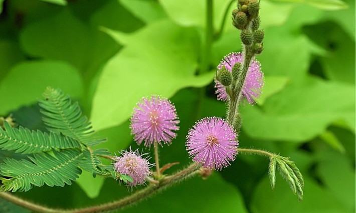 1. Cây trinh nữ (cây xấu hổ): có tên khoa học là Mimosa pudica, đây là loài cây gắn bó với tuổi thơ của nhiều người. Khi gặp tác động từ bên ngoài, lá cây trinh nữ có khả năng tự "thu gọn" mình lại, chính vì vậy mà chúng được gọi là cây xấu hổ. (Nguồn: Wikipedia)