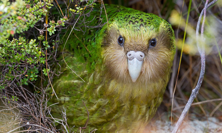 Kakapo là loài vẹt duy nhất trên thế giới không biết bay, có lông màu xanh lục sáng và mặt hơi giống cú mèo. (Nguồn: eBird)