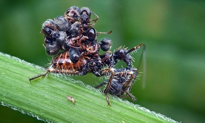 Bọ sát thủ Acanthaspis petax sắp xếp các xác chết con mồi trên lưng để ẩn mình khỏi những kẻ săn mồi. Cách làm này giúp chúng ít bị nhện tấn công hơn khoảng 10 lần. (Nguồn: Wikimedia)