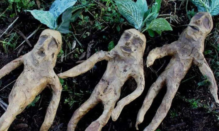 5. Mandrake: là trường hợp hiếm hoi về một truyền thuyết không phải kể về một sinh vật mà là một cái cây. Chúng có bộ rễ giống hệt như mặt người. Tương truyền khi cây được đào lên, tiếng hét của nó có thể giết bất cứ ai nghe thấy. (Nguồn: Ranker)