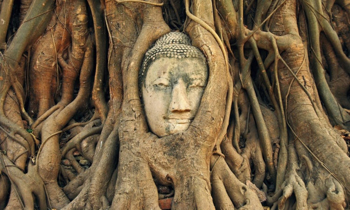 7. Tượng đầu Phật Ayutthaya: thành phố Ayutthaya của Thái Lan lưu giữ những pho tượng Phật khác thường nhất thế giới. Trong những tàn tích còn sót lại tại đền thờ Wat Mahathat (Đền thờ Thánh tích vĩ đại), người ta phát hiện phần đầu của bức tượng Phật bằng đá sa thạch trong rễ cây leo. (Nguồn: iVIVU.com)