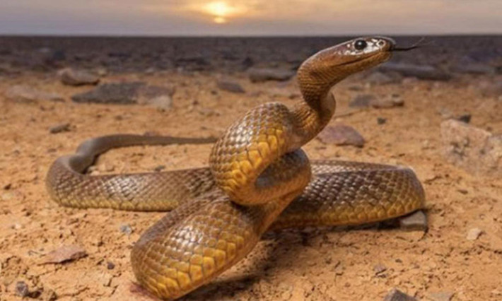 8. Rắn Taipan Inland: loài rắn sở hữu nọc độc độc nhất so với bất kỳ loài rắn sinh sống trên cạn nào trên Trái Đất. Chúng nguy hiểm gấp 200 lần rắn hổ mang thường nhưng chúng lại rất nhút nhát và tránh xa nơi con người đang sinh sống. (Nguồn: soc-pet.com)