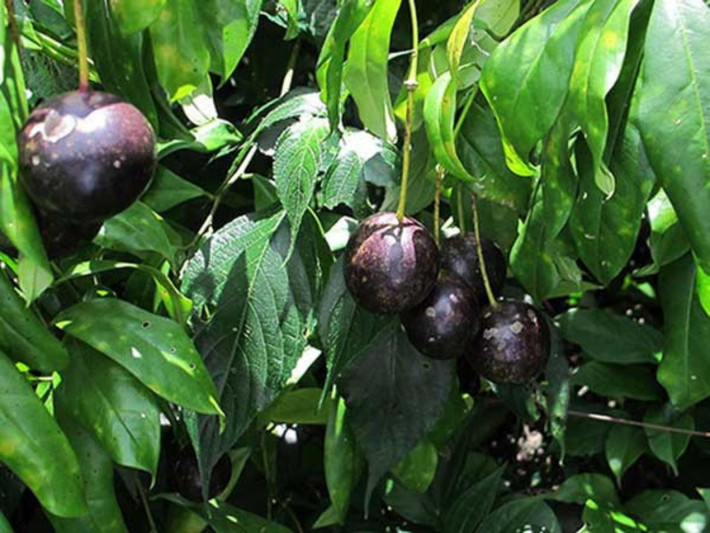 7. Quả hồng trâu: tại Việt Nam loại cây này thường được gọi là cây rom, cây mề gà…. Trái của cây này rất tròn, màu tím đậm. Trong thành phần của quả có chưa alcaloid gây suy tim và dẫn đến cái chết nếu vô tình ăn phải. (Nguồn: qdnd.vn)