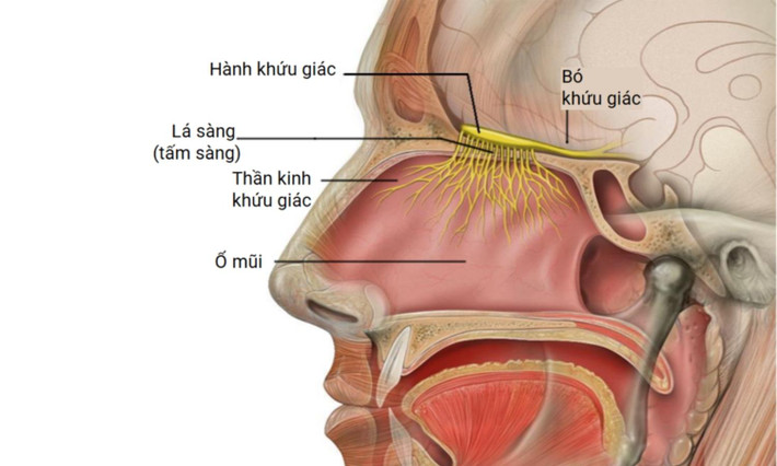 10. Khả năng của khứu giác: bộ não con người có thể xử lý khoảng 10.000 mùi khác nhau trong một khu vực não có kích thước bằng một con tem bưu chính. (Nguồn: Internet).