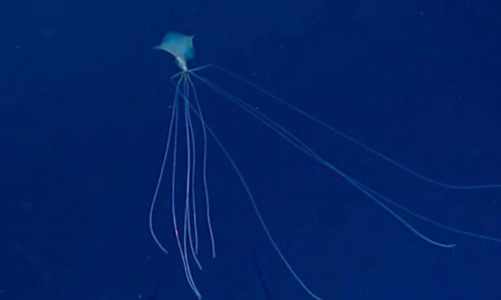 6. Mực “ngoài hành tinh”: các nhà khoa học của NOAA vào tháng 11 đã phát hiện một con mực vây lớn quý hiếm (thuộc chi Mangapinna). Loài mực này có một cơ thể rất kỳ lạ với những chiếc vây khổng lồ. (Nguồn: Kenh14)
