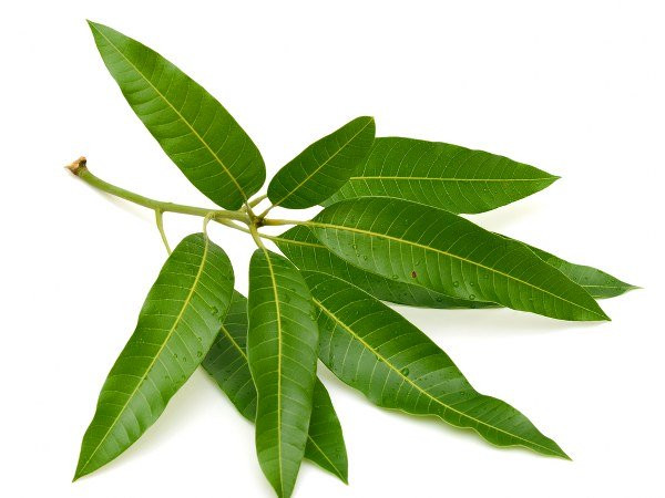 Để chế biến bài thuốc trị bệnh tiểu đường từ lá xoài, bạn cần chuẩn bị 11-12 lá xoài non và 2 ly nước. Bạn đừng quên rửa lá xoài thật sạch trước khi sử dụng.