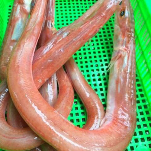 Cá chìa vôi. Cá chìa vôi chỉ sống và phát triển khu vực nước lợ, là một loại cá đặc sản quý. Cá chìa vôi có đầu nhọn trông giống như đầu cái lao, có thân hình trụ, da màu đỏ nhưng không nhớt như lươn.
