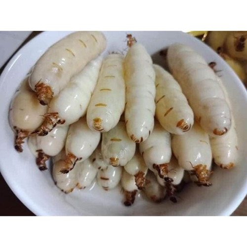 Mối chúa. Mối chúa được nhiều người ví như đông trùng hạ thảo dưới lòng đất, cung cấp dưỡng chất cho sức khỏe. Mối chúa có thể được chế biến bằng cách nướng, chiên, hấp, salad hoặc ngâm rượu. Mối chúa thường được bán theo con hoặc cân. Dù theo cách tính nào thì giá của chúng cũng rất “chát”, không phải ai cũng thoải mái hầu bao để chi. (Ảnh minh họa)