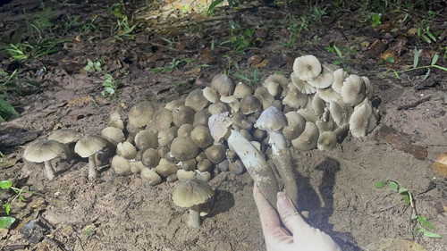 Nấm mối. Nấm mối tự nhiên thường mọc ở những nơi mối sinh sống và làm tổ. Một mùa nấm mối thường chỉ kéo dài 3 tháng. Trung bình 1 ngày người dân thu hoạch nhiều nhất cũng chỉ được 2-4kg. Hiện chưa có cơ sở để trồng nấm mối nên nguồn cung thực phẩm này không ổn định, giá cao, được bán theo đơn đặt hàng ở các nhà hàng lớn với giá trung bình 500.000 đồng/0,5kg. (Ảnh: Nông thôn Việt)