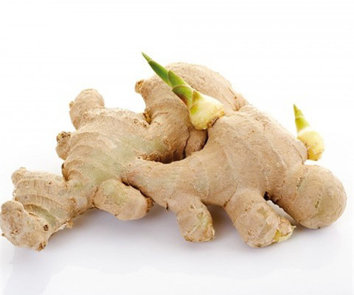 Không chỉ chứa thành phần safrole có độc, gừng thối còn là môi trường yêu thích của vi khuẩn. Ăn gừng kiểu này sẽ không có lợi, thậm chí nạp vào người mầm bệnh.