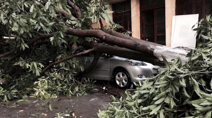 Một chiếc Vios may mắn hơn khi bị cây đổ ngay bên cạnh, chỉ bị "dính" một chút phần cành.
