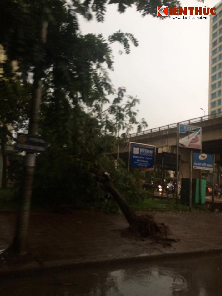 Một gốc cây nhỏ bị đổ ở Linh Đàm. Rất may là cây này đã đổ vào hướng vỉa hè nên giao thông không bị ảnh hưởng.