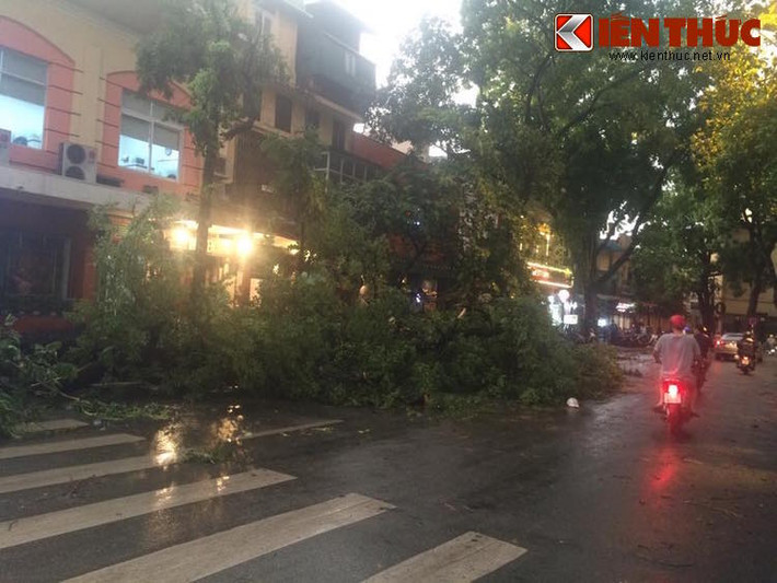 Hiện các cơ quan chức năng đã vào cuộc để có thể dọn dẹp cây đổ khỏi đường phố.