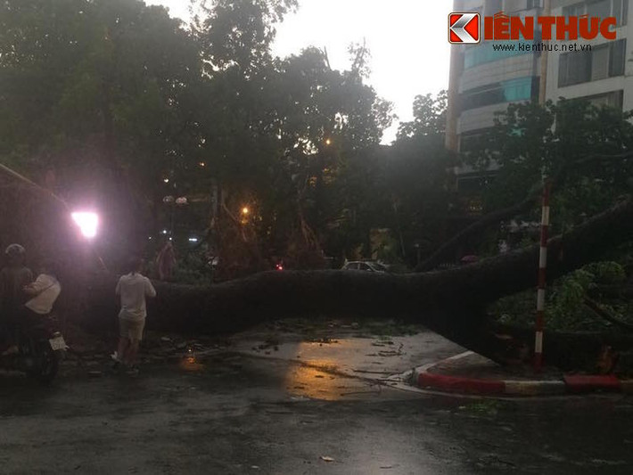 Một cây lớn nằm ngang đường, khiến người tham gia giao thông bị kẹt, không thể vượt qua.