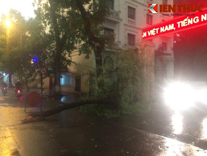 Một cây nhỏ bị đổ trên phố Hàng Trống, nhưng đã được lực lượng chức năng rào biển cảnh báo và đang được xử lý.