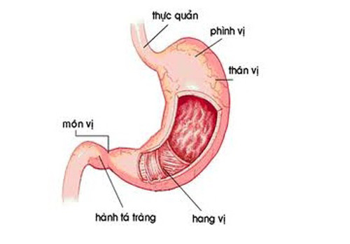 Một số nghiên cứu khoa học cho biết, việc sử dụng nhiều ớt và kéo dài có thể gây ung thư dạ dày. Đặc biệt bột ớt đỏ, nếu bị nhuộm màu có thể chứa sudan hoặc ớt tươi bị mốc còn chứa aflatoxin gây ngộ độc và ung thư.