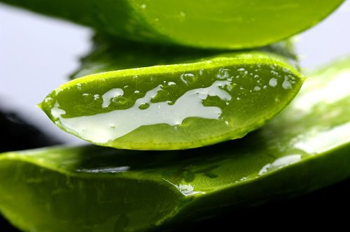 Bạn cũng có thể sử dụng nha đam - loài cây đã quá nổi tiếng với công dụng làm đẹp da của chị em phụ nữ. (Nguồn Steptohealth)