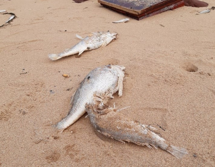 Nghệ An cá chết trắng trôi dạt bờ biển: Ngày 6/4/2021, người dân xã Nghi Thiết, huyện Nghi Lộc, Nghệ An hoang mang khi liên tục phát hiện cá chết dạt vào bãi biển của địa phương. Ngày 8/4, Phòng Cảnh sát Môi trường Công an Nghệ An cùng cơ quan chức năng huyện Nghi Lộc (Nghệ An) đang điều tra, làm rõ nguyên nhân. (Nguồn PLO)