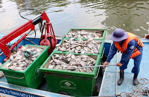 Cá chết nổi trắng kênh Nhiêu Lộc - Thị Nghè: Ngày 4/4, kênh Nhiêu Lộc - Thị Nghè xuất hiện tình trạng cá rô phi, cá chép chết, bốc mùi hôi nồng nặc. Nhân viên môi trường vớt lên hàng chục ghe cá chết kèm rác. Nguyên nhân phỏng đoán do nắng nóng kéo dài nhiều ngày, sau đó mưa lớn làm cho môi trường sống của cá bị thay đổi đột ngột.