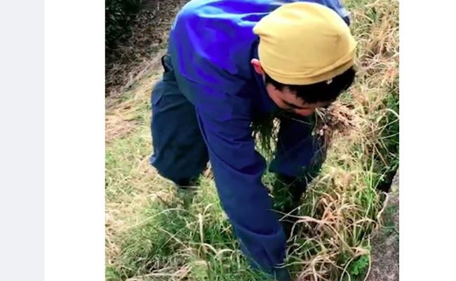Việc hái rau dại mọc ven đường hay bờ sông để về nấu ăn có lẽ chẳng phải xa lạ gì với những người Việt sống ở Nhật.