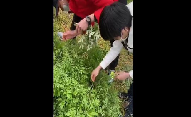 Không chỉ có ngải cứu, hội người Việt tại Nhật còn kiếm được hàng loạt loại rau tươi ngon như khác như cải mèo, cải xoong hay rau má về đổi bữa mà không mất đồng nào.