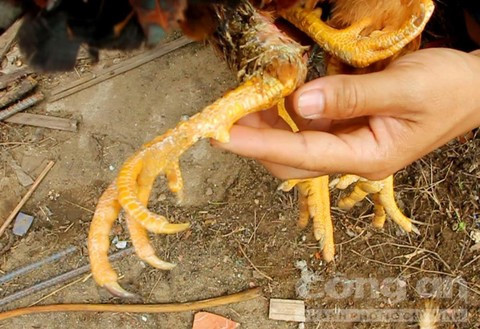 Con gà đặc biệt khi sinh ra đã có 4 chân, càng ngày cặp chân phụ càng lớn. Ngoài ra, con vật kì dị còn có 2 hậu môn. Chủ nhân con gà trú tại xã An Phước, huyện Mang Thít , tỉnh Vĩnh Long. (Ảnh Công an TP.HCM)