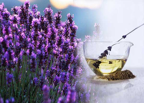 Nghiên cứu trên loài gặm nhấm cho thấy chiết xuất hoa oải hương làm giảm nhịp tim và huyết áp. Ảnh: longvan.