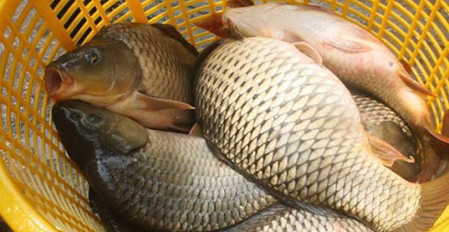 Dị ứng với cá cũng tương đối phổ biến, ảnh hưởng tới khoảng 2% người trưởng thành. Khác với các loại dị ứng khác, dị ứng với cá có thể xuất hiện sau khi đã trưởng thành. Ảnh: kenh14cdn.
