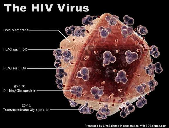 Virus HIV điều trị hội chứng rối loạn di truyền Wiskott-Aldrich. Các nhà khoa học Ý đã chiết xuất gen từ virus nguy hiểm này và thay đổi DNA của chúng. Sau đó, họ tiêm những DNA này vào tế bào của những đứa trẻ bẩm sinh bị hội chứng di truyền máu Wiskott-Aldrich. Phương pháp này giúp cho các em không gặp phải chứng chảy máu nghiêm trọng và nhiễm trùng.