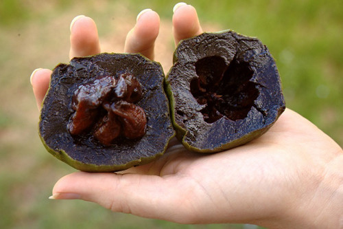 Những người từng thưởng thức hồng socola cho biết nó giống đu đủ chín, vị mật ong, caramel, chà là hòa quyện. Không chỉ thơm ngon, hồng socola còn tốt cho sức khỏe, hàm lượng vitamin C gấp 3 lần cam.
