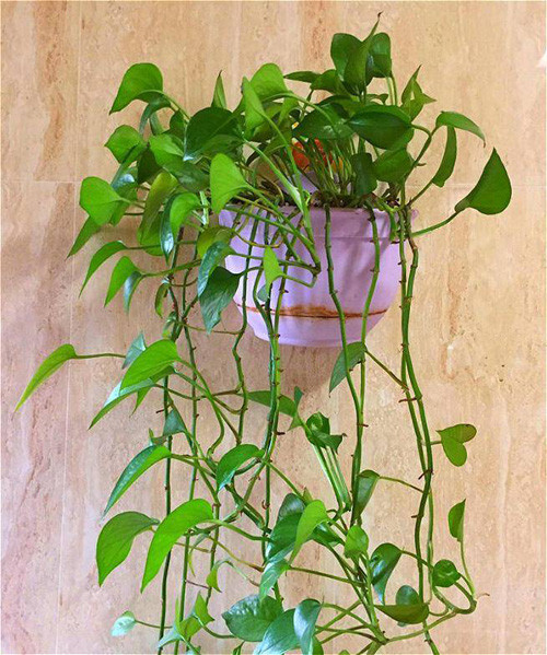 Một lý do khác không nên đặt cây xanh trong phòng tắm là buổi tối chúng sẽ thải ra lượng lớn khí cacbonic. Phòng tắm kín đáo không khí khó lưu thông, nếu chứa lượng lớn khí cacbonic, thiếu oxy thì thực sự không có lợi cho người già và trẻ nhỏ khi sử dụng.