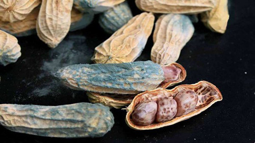 1. Lạc mốc. Aflatoxin thường có trong thực phẩm bị mốc, đặc biệt là thực phẩm có lượng tinh bột cao như lạc, ngô, kê, đậu,... Tích tụ lượng aflatoxin trong cơ thể không khác nào “nuôi” tế bào ung thư, đặc biệt ung thư gan.