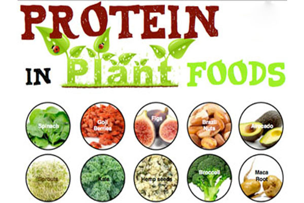 Không phải protein nào cũng có thể gây ung thư. Các chuyên gia khuyên bạn nên tìm hiểu kỹ và đừng đánh đồng tất cả các loại chất đạm đều có thể gây ung thư. Protein nguồn động vật có rủi ro ung thư cao hơn, trong khi đó đạm từ thực vật lại có vai trò giảm thiểu căn bệnh hiểm nghèo này.
