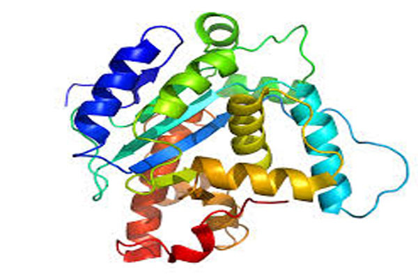 Protein là chất cần thiết cho cơ thể. Tuy nhiên, nếu bạn ăn quá nhiều chất đạm thì có thể nó sẽ hành xử khác. Nó sẽ chuyển thành chất béo và đường dư ảnh hưởng đến IGF-I (hormone tăng trưởng). Các hormone này sẽ khuyến khích các tế bào phát triển bao gồm cả tế bào ung thư. Tỷ lệ 10 nanogram protein/ml sẽ kéo theo tăng nguy cơ ung thư.