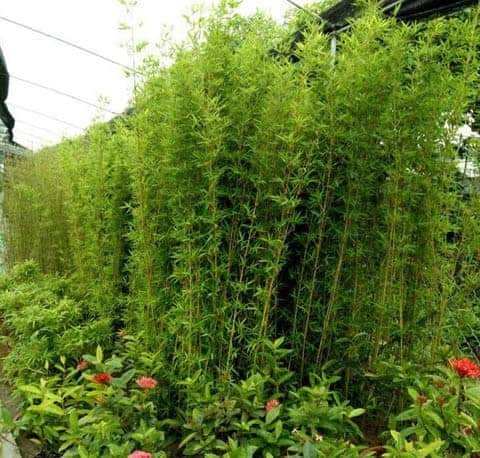 Cây Trúc Quân Tử có lá dài hẹp, thân cành giống cau, còn lá giống lá tre. Theo phong thủy có thể mang lại sự bình yên, xua tà tránh hại cho gia chủ.